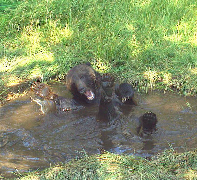Bear tubs